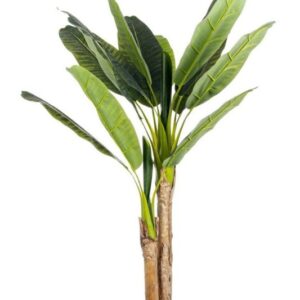 Planta Banano NUEVA COLECCIÓN