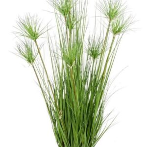 Planta Desierto NUEVA COLECCIÓN