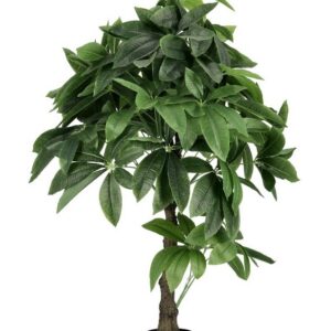 Planta Pachira NUEVA COLECCIÓN