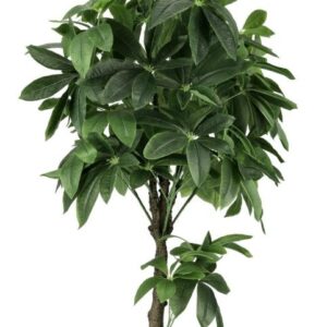 Planta Pachira NUEVA COLECCIÓN