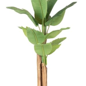 Planta Banano 150cm
