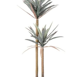 Planta Yucca