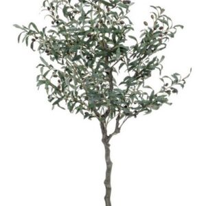 Planta Olivo  H150