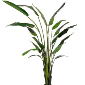 Planta Strelitzia