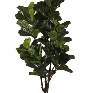 Planta Ficus Lyrata