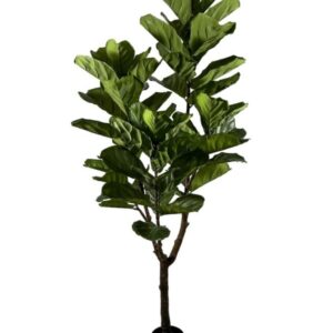 Planta Ficus Lyrata