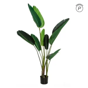 Planta Ave Del Paraíso