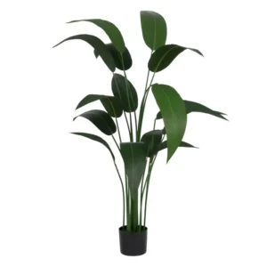Planta Strelitzia Verde 150cm