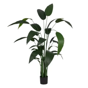 Planta Strelitzia Verde 220cm