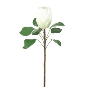 Protea Blanca