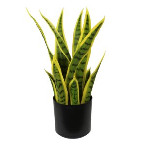 Planta Sansevieria Bicolor