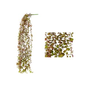 Eucaliptus Colgante Verde Rojizo