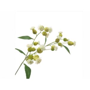 Rama Brotes Vernonia Blanco