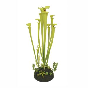 Sarracenia Verde 60CM