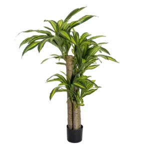 Planta Dracaena Verde
