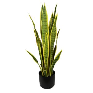 Planta Sansevieria Bicolor