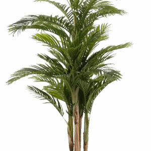 Planta Areca Verde