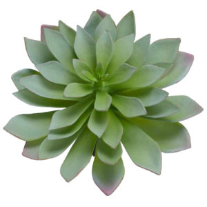 Echeveria Sahara 21cm
