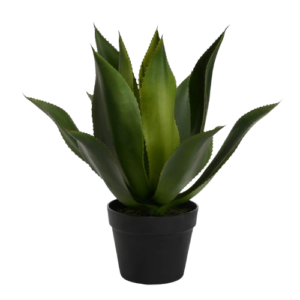 Agave Desierto