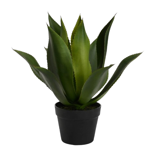 Agave Desierto
