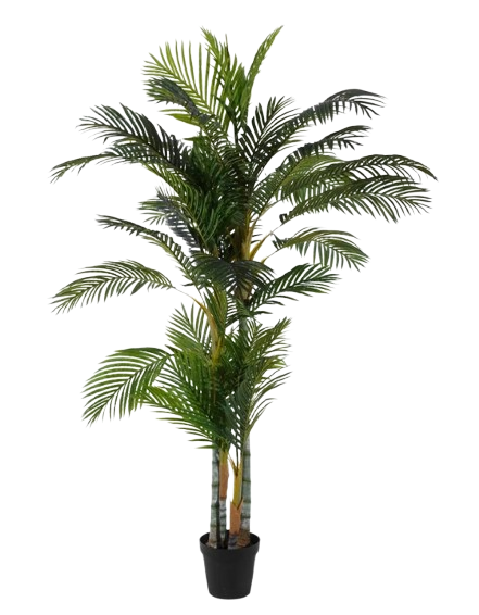 Planta Areca Palmera Verde 100x130x210cm