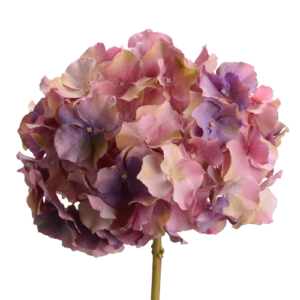 Hortensia Altona H48 Violeta