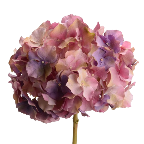 Hortensia Altona H48 Violeta