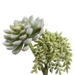 Sedum Caida y Eche Surt2 H17