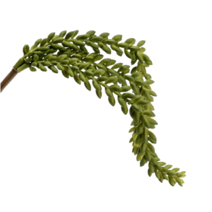 Tallo Sedum Genero H40