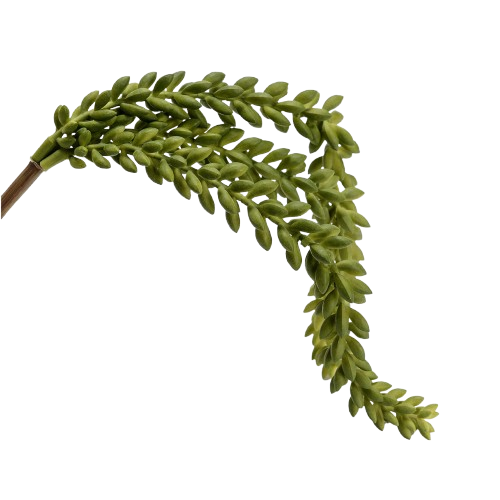 Tallo Sedum Genero H40