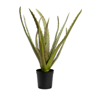Cactus Aloe H80