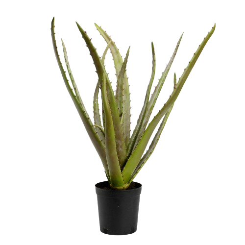 Cactus Aloe H80