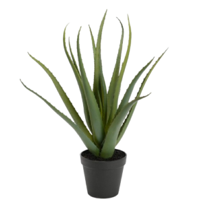 Aloe Vera H45