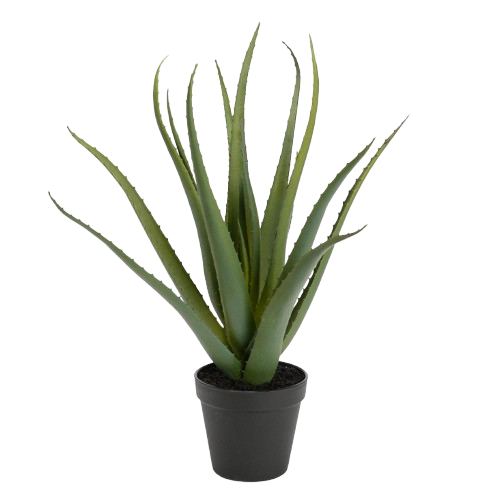 Aloe Vera H45