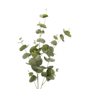 Eucalipto Silverdrop