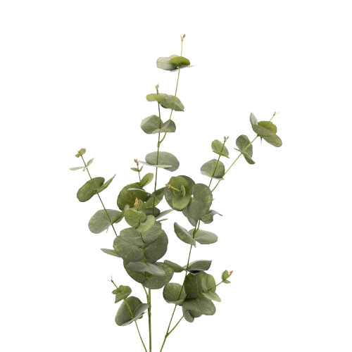 Eucalipto Silverdrop