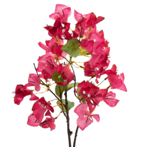 Bougainviller Modesta