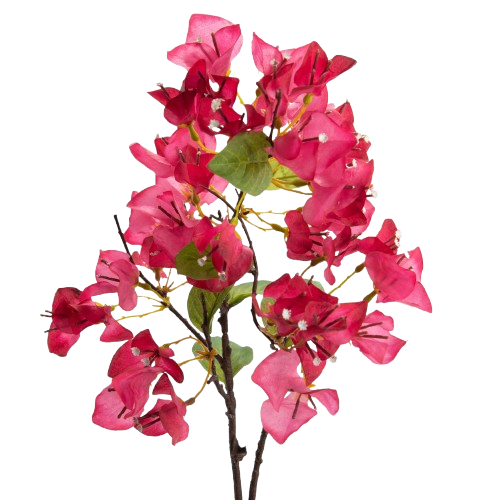 Bougainviller Modesta