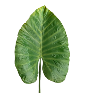 Alocasia Gigantea