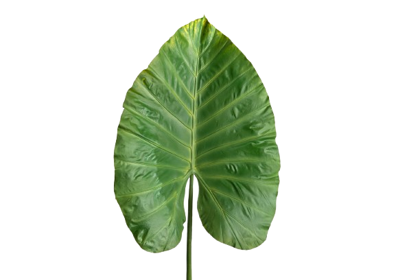 Alocasia Gigantea