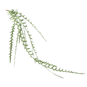 Chute Selenicereus