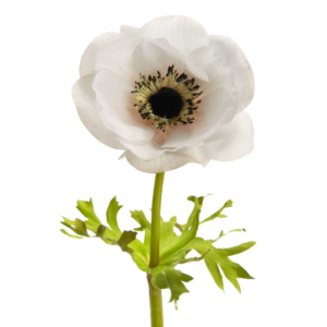 Anemone Couronne