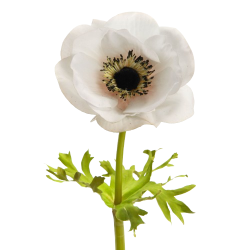 Anemone Couronne