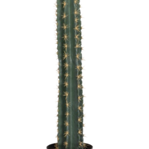 Cactus Cierge