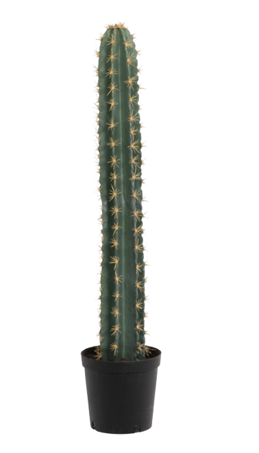 Cactus Cierge