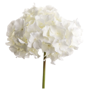 Hortensia Altona