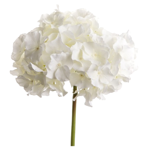 Hortensia Altona