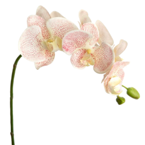 Orquídea Artificial