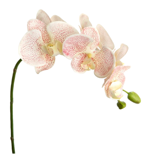 Orquídea Artificial