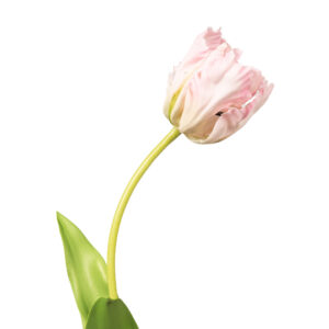 Tulipán Perroquet